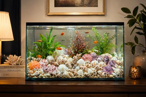 Image of 450g Natural Sea Shells (350+ Pcs) - 7 Unique Types for Aquarium, Vastu & Home Decor | Big Size Mixed Sipiyan | Odor-Free & Clean for Resin Art & Pooja