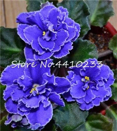 Amazon 販売 50個ミニ盆栽バイオレット植物カラフルな珍しいアフリカの花ガーデン多年生ハーブ屋内matthiola Incana植物 N 観葉植物 オンライン通販 Amazon 販売 50個ミニ盆栽バイオレット植物カラフルな珍しいアフリカの花ガーデン多年生ハーブ屋内matthiola Incana植物 N 観葉植物 オンライン通販