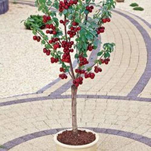 NORME New 500/bag Giant Cherry Seeds, Rare, Big as a Peach, L