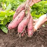 YEGAOL Garden 50Pcs Sweet Potato Seeds Non-GMO Sweet Vegetable Seeds Home Garden Plant Seed for Planting
