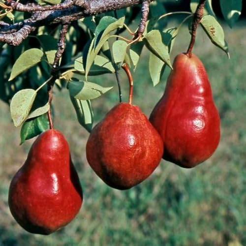 Image of Red Pear Fruit Plant | Nashpati Live Tree | Healthy Fruit Bearing Plant for Home & Outdoor Gardening | Pack of 1