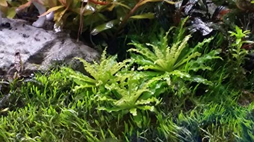 Foreground Carpet Plants + Extra, Pearlingplants (Foreground, Live Aquarium Plants) (Downoi x3 Crowns 1'-1.5' Dia with Roots)