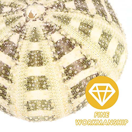 Happyyami 6Pcs Air Planten Houders Mini Zee- Egel Shell Pot Zee- Egel Schelpen Ambachtelijke En Decor - Image 7