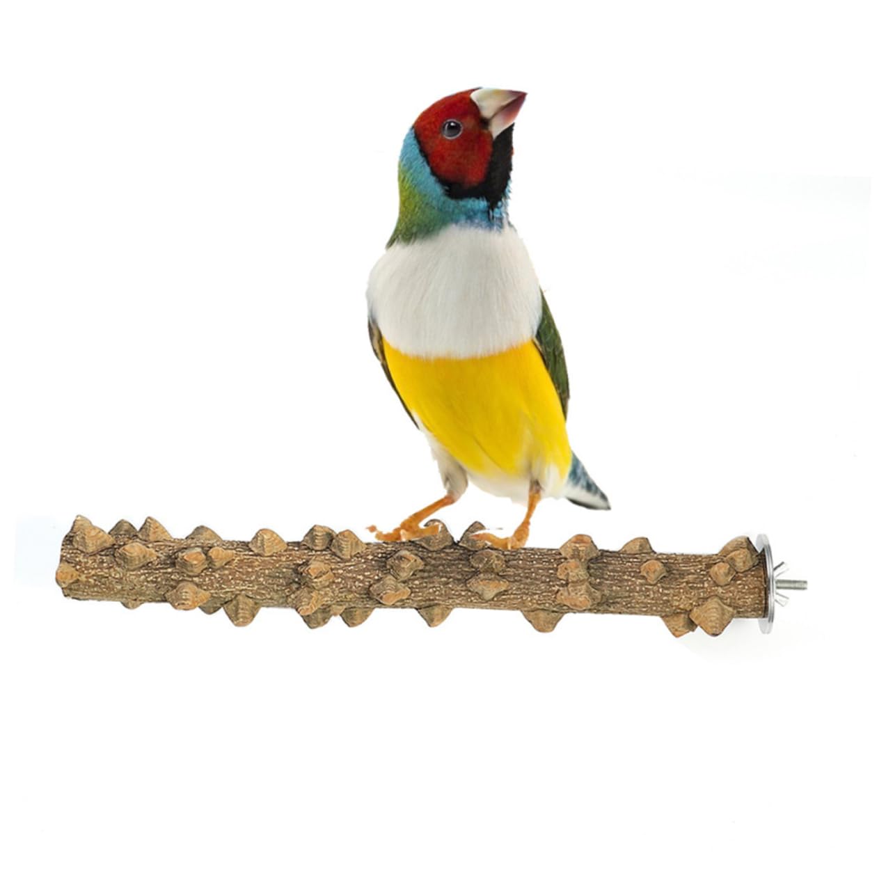 minkissy 3 Stücke Vogel Sitzstange Für Käfig Papagei Spielständer Natürliche Holz Vogel Spielzeug Ständer Für Papageien 25x2 5x2 5 cm Vögel Zubehör