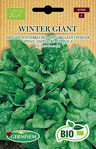 Germisem Bio Graines Epinard Géant d'hiver WINTER GIANT