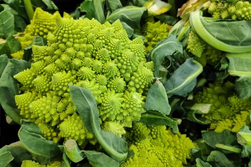 Broccoli Romanesco - Easy to Grow