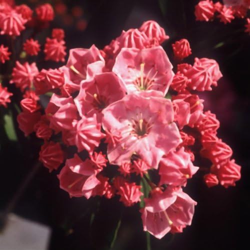 Amazon Co Jp 春の花木特集 カルミア ピンクスター5号ポット ホーム キッチン