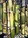 Fresh Green SugarCane Sticks Sugar Cane 5 lbs