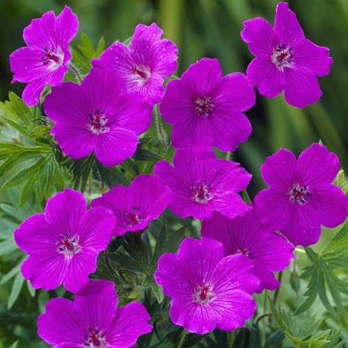 YouGarden 3 x Hardy Geranium Sanguineum Tiny Monster Cranesbill in a 9cm Pot. Garden Ready Plant Perfect for Patios Borders and Pots. Bedding Plants for Garden. Premium Quality Geranium Plants
