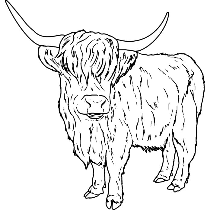 'Highland Cow' Rubber Stamp - Unmounted Design for Crafting & Scrapbooking, A7 (RS00042610)
