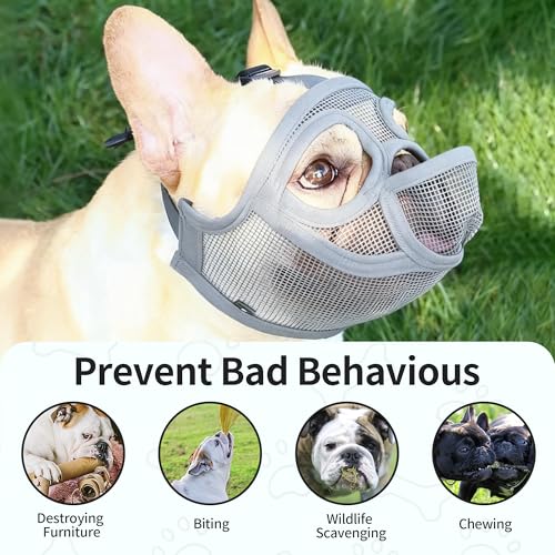 Muselière bouledogue français pour protéger votre compagnon à chaque instant