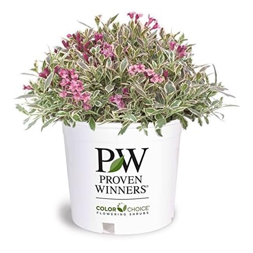 My Monet Weigela Shrub with Pink Flowers