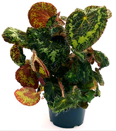 POWERS TO FLOWERS - BEGONIA REX SIZEMOREA, VASO 13CM pianta vera