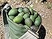 California Hass Avocados (20lbs)