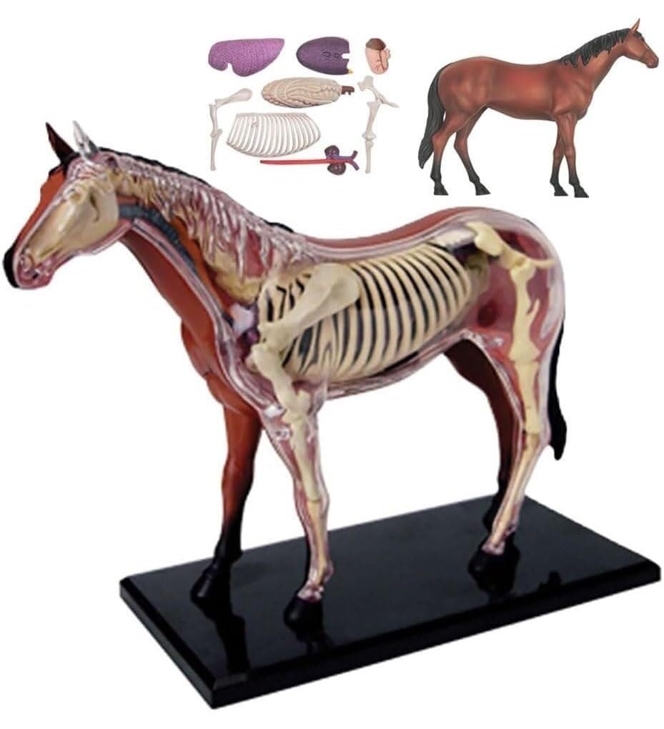 HEQIM Animal Model Horse Anatomy Model, Biological Horse Organ Anatomy Teaching Model, 4D visualization Detachable Organ