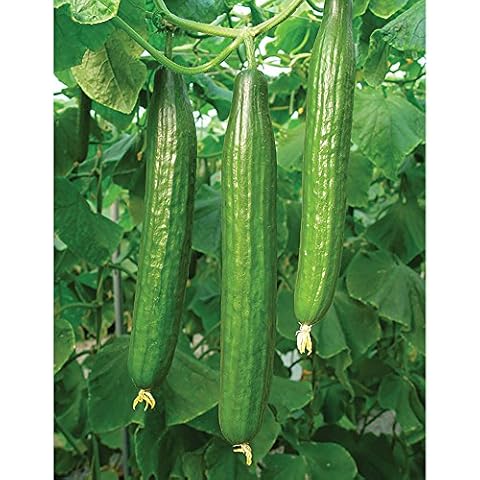 Cucumber Bella F1 Hybrid Seeds for Home Growing Cover