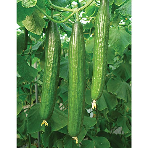 Cucumber Vegetable Seeds Grow Your Own Crops for Garden Allotment & Greenhouse Bella Variety Approx 4 Seeds 1 x Finished Packet by Thompson & Morgan