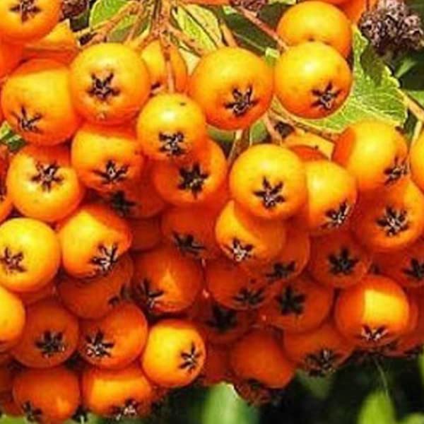 Agazzino 'Golden Charmer' 60–80 cm Vaso – Pyracantha 'Golden Charmer' – Bacche gialle decorative