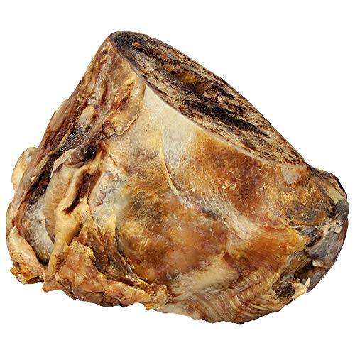 Schecker Knochenköpfe 2 Stück XL-Größe (ca. 12-16 cm, je 800-1100 g) Aus der Region große, schwere Endstücke von Bullen Oberschenkelknochen