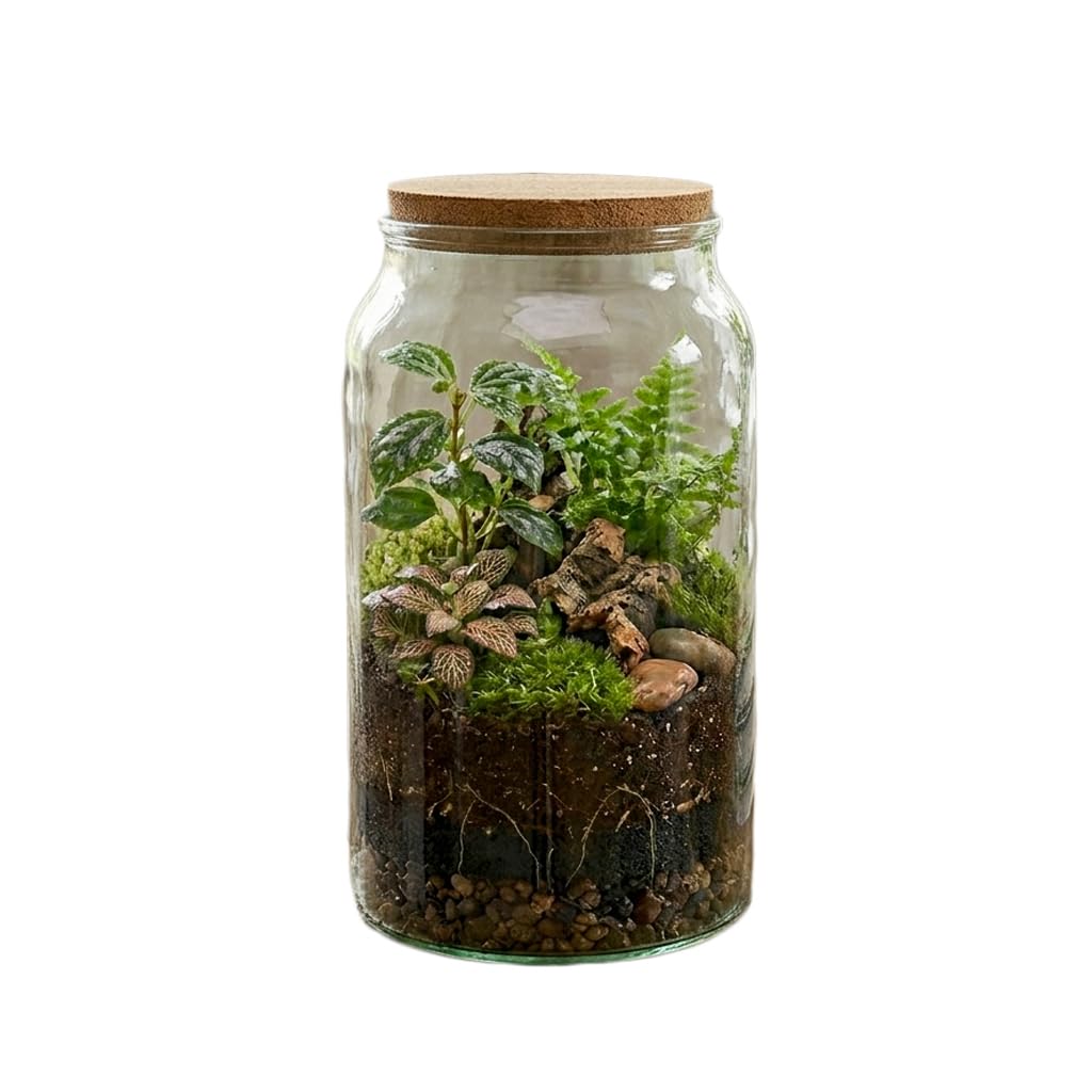 Medium Recycled Glass Terrarium Bottle with Cork Lid, Half Open Design