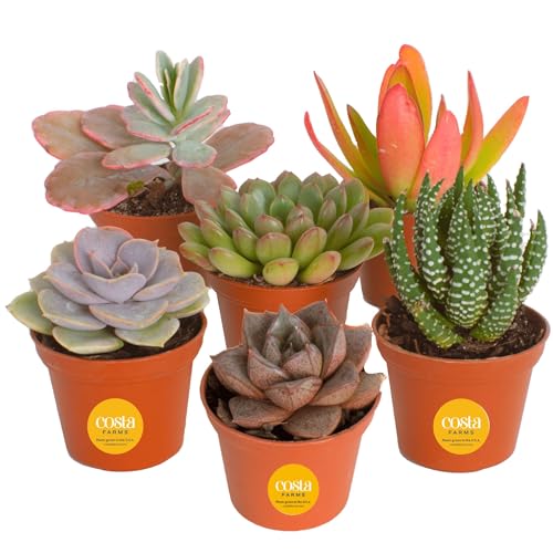 Costa Farms Succulents (6 Pack), Live Mini Succulent Plants, Grower’s Choice Live Houseplants, Potted in Nursery Plant Pots, Potting Soil, Gift for Bulk Baby Shower, Bridal Shower, DIY Room Decor