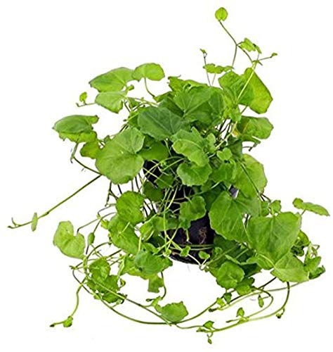 Mainam Cardamine Lyrata Potted Freshwater Beginner Live Aquarium Healthy Environment Decorations Aquatic Plants For Fish Tank Aquascape #TOP19