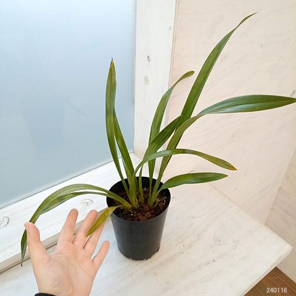 ニホンミツバチ誘引蘭ミスマフェット