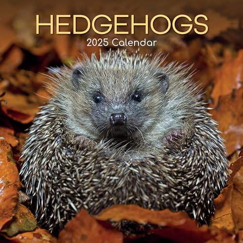 TGSC | Hedgehogs 2025 Calendar 16 Month (Sept 2024-Dec 2025) Family Square Wall Calendar 2025 UK | Planner with Large Grid for Home or Office Organisation - Animals 2025 Calendar 2024 Calendar UK