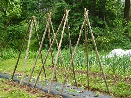 TCLPVC Natural Bamboo Sticks for Plants Support (6 ft Pack of 25) (B09NW46ZRY) Amazon Price History, Amazon Price Tracker