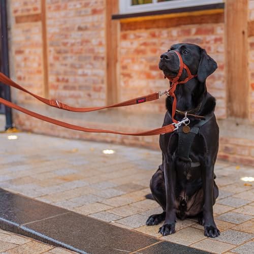HALTI Doppelführleine - Multifunktionale Hundeleine zum Trainieren und Gassigehen mit Ihrem Hund. Leicht und mit Neopren gepolsterte. Für Welpen geeignet (Größe Groß, Dunkelorange, 2m)
