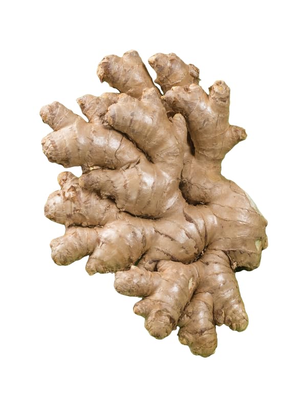 Generisch Bio Ingwer frisch 150 - 220 g