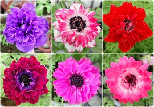 Amazon Co Jp 球根性宿根草 アネモネ オーロラシリーズ 6色から選んでください 1株 ピンク 白 Diy 工具 ガーデン