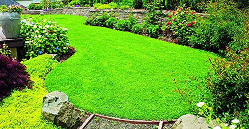 X-Seed 440AS0135UCT-5 MicroLawn Grass & Micro-Clover Mixture, 5, White (Fіvе Расk) - Thumbnail 4