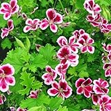 Citronella Plant Seeds for Planting - 1500+ Citronella Geranium Seeds Non-GMO Citronella Plant Seeds Home Heirloom Garden Perennial Plant