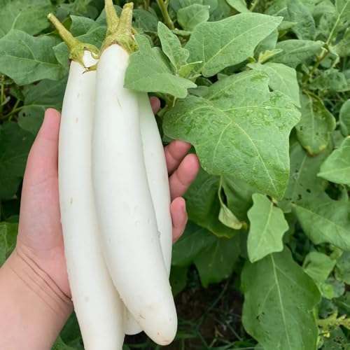 semillas de berenjena orgánicas, orgánicas berenjena exóticas resistentes, raras 100pcs