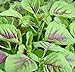 350++ Red Amaranth Seeds, Chinese Spinach Seeds Amaranth, Yin Cho or Callaloo