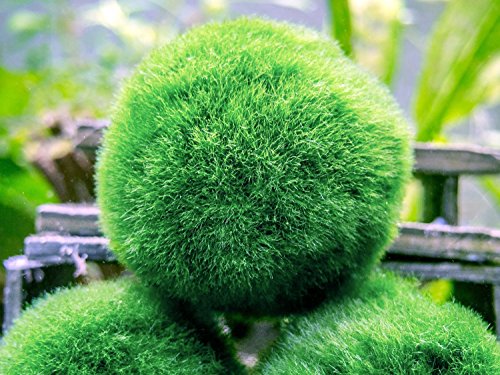 6 Marimo Moss Ball Variety Pack - 4 Different Sizes of Premium Quality Marimo from Giant 2.25 Inch to Small 1 Inch - World's Easiest Live Aquarium Plant - Sustainably Harvested and All-Natural