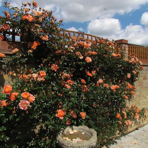 Bridge of Sighs - 5.5lt Potted Climbing Garden Rose - Semi-Double, Scalloped Edge Golden Amber Blooms