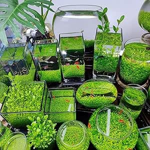 Aquatic Plant Seeds for Live Aquarium Plants, 4 Types Fast-Growing Aquatic Plants Seeds, High Germination Rate Live Plants for Aquarium, Fish Tank Landscaping Aquatic Weed Seeds