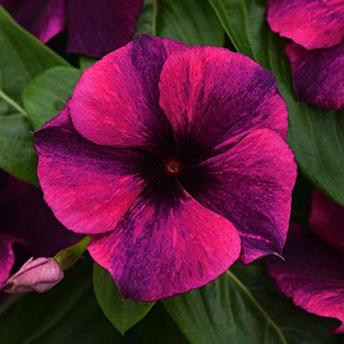 OL Seeds - Vinca Striped F1 Hybrid Seeds (Pack of 10 seeds) (B08W3BYMK1) Amazon Price History, Amazon Price Tracker