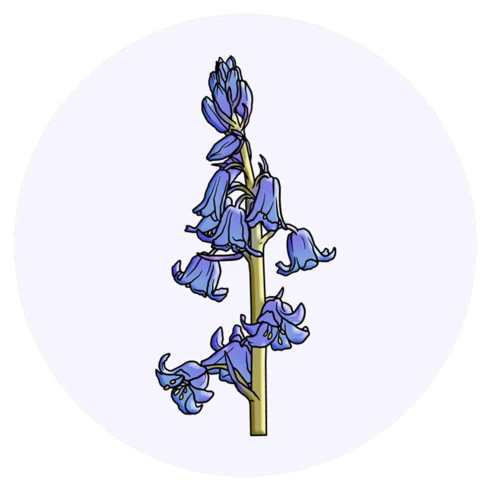 24 x 40mm Round 'Bluebells' Stickers (SK00042931)