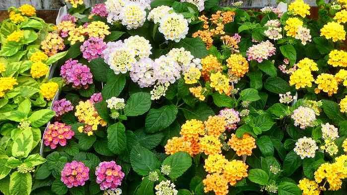 Amazon.co.jp: ランタナ 苗 秋色ランタナ 斑入りイエロー 黄花 3.5号