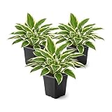 Live Perennial Hosta - So Sweet (3 Plants Per Pack) Beautiful Accent Plant, 10" Tall by 4" Wide in 1 Qt Pot
