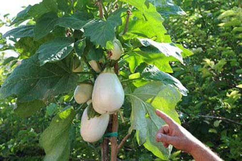 Portal Cool 50 Semi Solanum torvum (Albero di melanzane pomodoro)