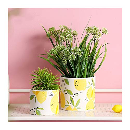 Conteneurs pour plantes avec trou de drainage anti-pourrissement pour succulentes et cactus