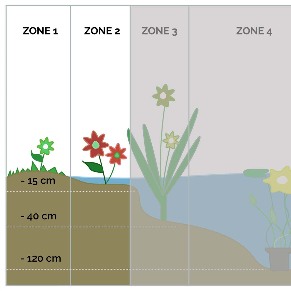 Bloomique - Set de 3 - Caltha palustris - Calta palustre - Plantas de estanque - Resistente al frío - Altura 15-25 cm - Maceta 9 cm