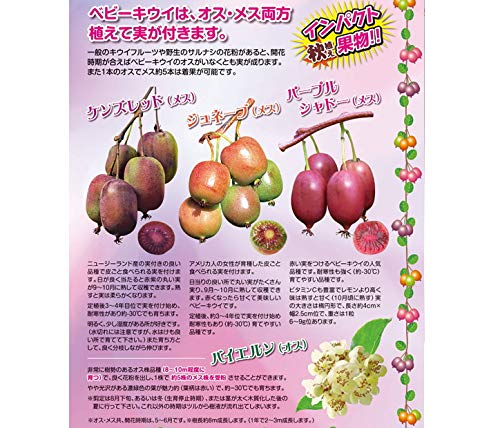 Amazon.co.jp: ベビーキウイ ジュネーブ（メス） 9cmポット苗 : DIY 