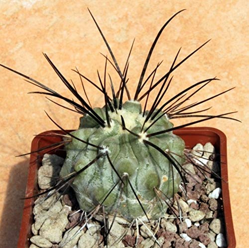 Flower Season Copiapoa Saffron 植物天国 塊根植物 Flower Season Copiapoa Saffron 植物天国 塊根植物 Buy cheap