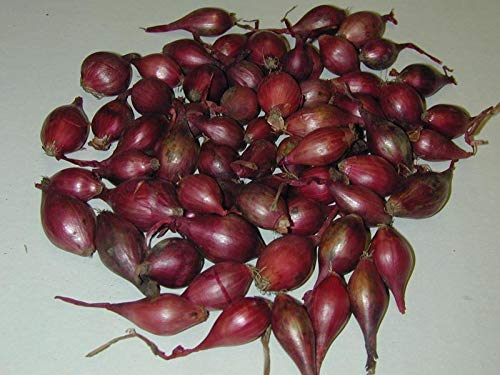 RED Shallot Set 1 lb Bag