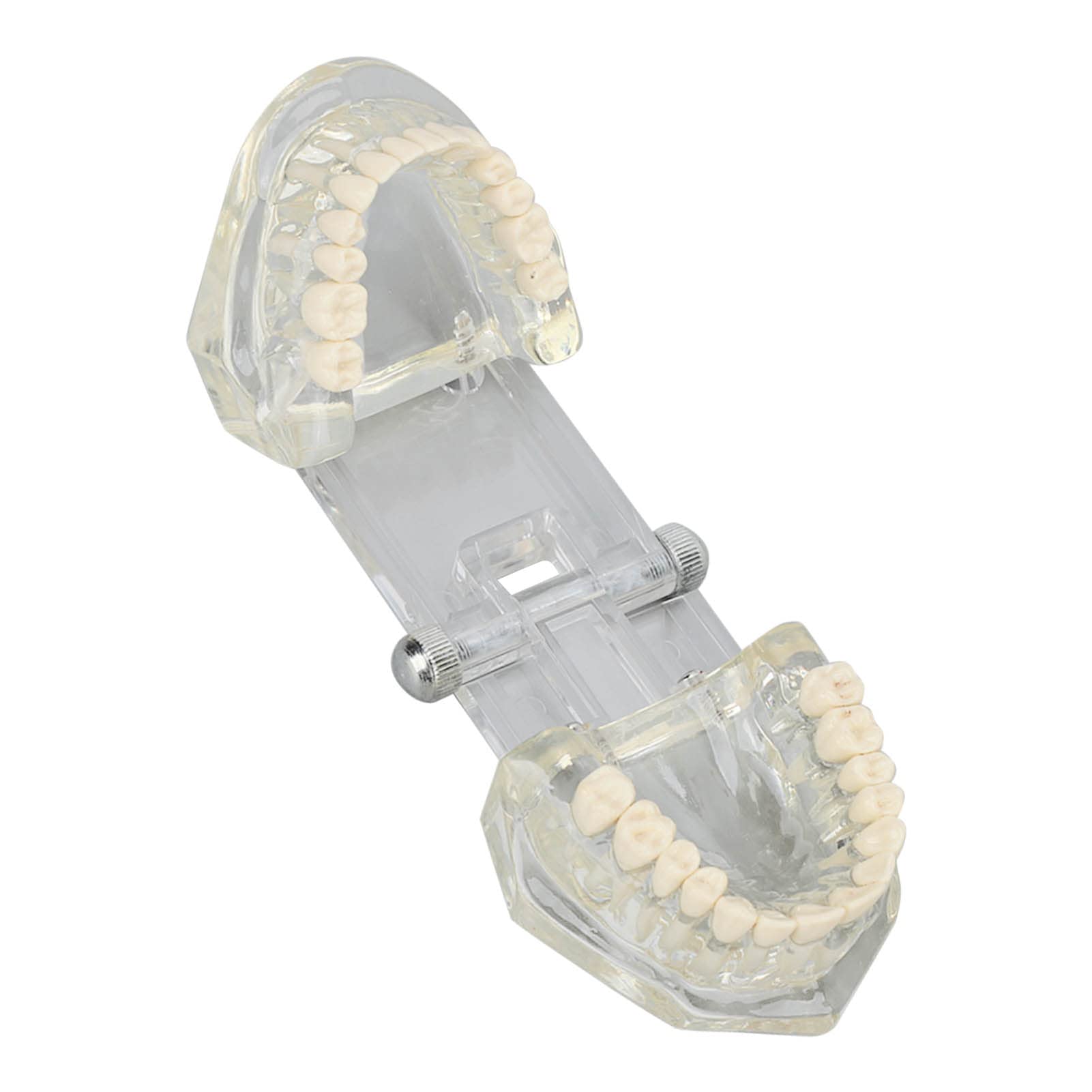 Tipodonto Oral Dental Modelo Educativo De Dientes De Estructura Clara Estándar Para Dentistas Profesores Estudiantes